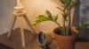 15 Indoor Plants That Need Low Light for Healthy & Stylish Homes - Post Thumbnail