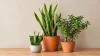 Indoor Plants That Tolerate Dry Air: 15 Hardy Picks for Every Home - Post Thumbnail