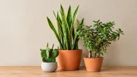 Indoor Plants That Tolerate Dry Air: 15 Hardy Picks for Every Home