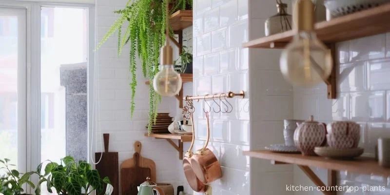 kitchen countertop plants