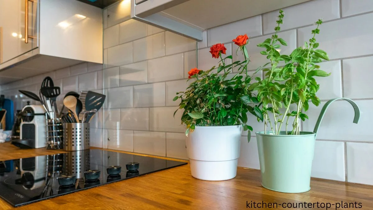 kitchen countertop plants