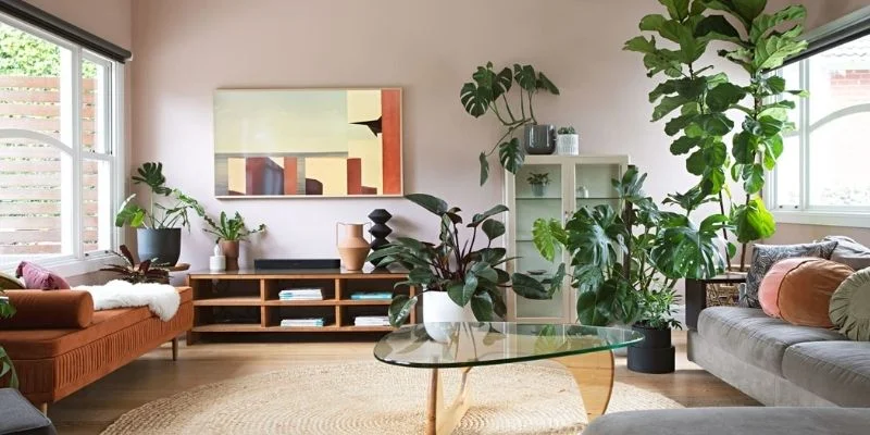 Plant Placement Matters in the Living Room
