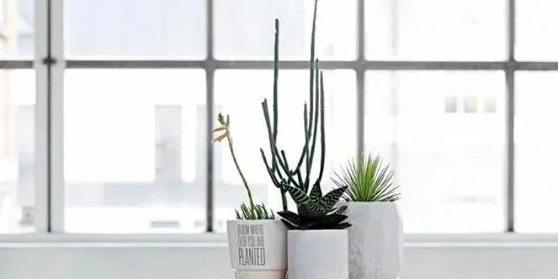 Minimalist Plant Placement