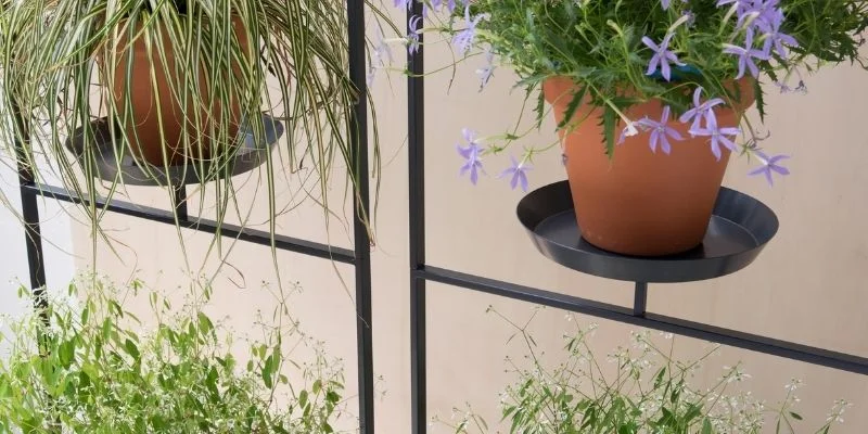 Plants as Room Dividers