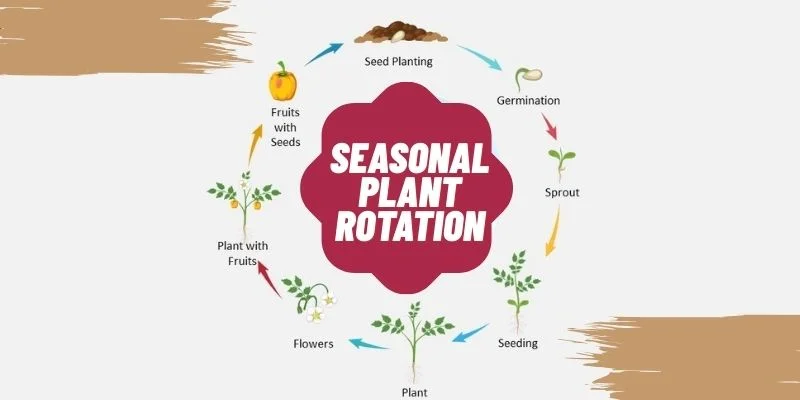 Seasonal Plant Rotation

