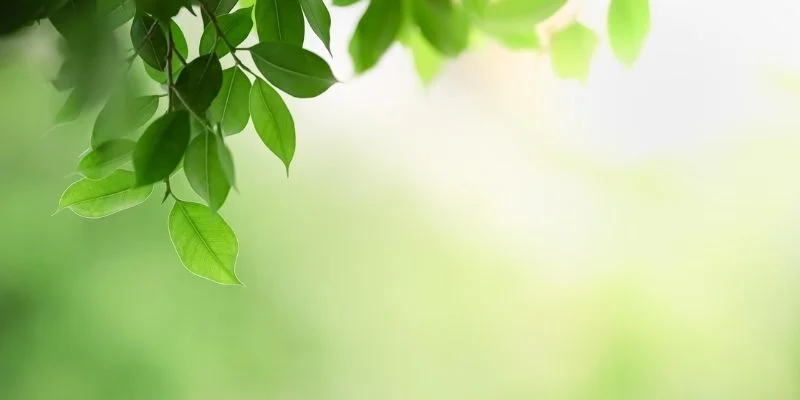 Let Natural Light Highlight Your Greenery