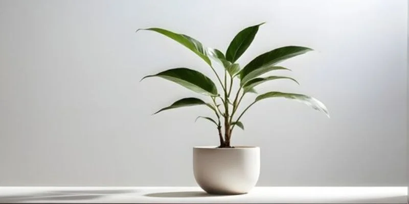 Keep It Minimal for a Modern Look