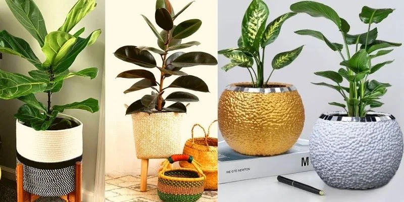 Use Planters as Décor Elements
