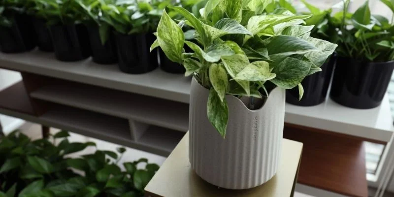 Improve Air Quality With Functional Plants