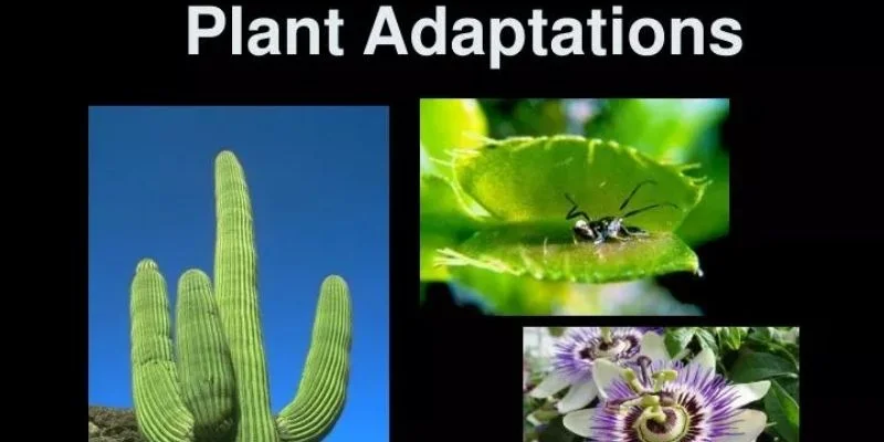 Adapt Plant Choices to Your Lifestyle