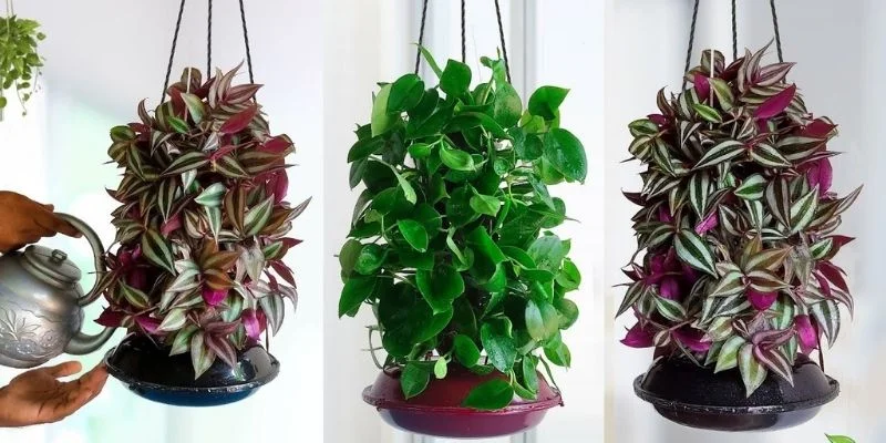 Add Hanging Plants for Vertical Interest