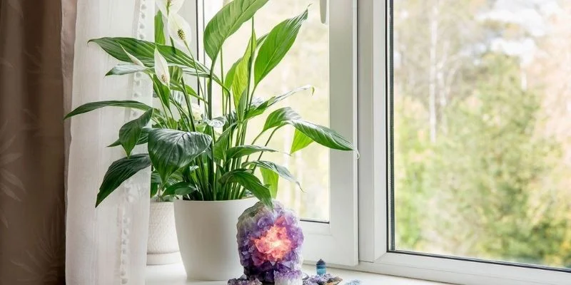 Near Windows for Natural Light Lovers Indoor Plants
