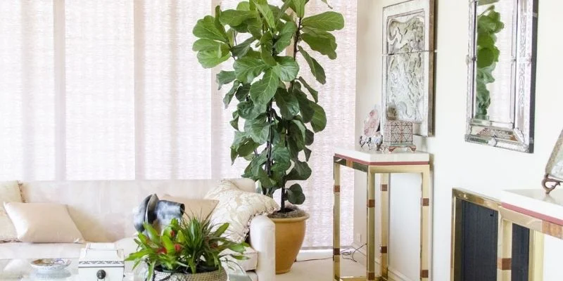 Large Floor Plant as a Statement Centerpiece
