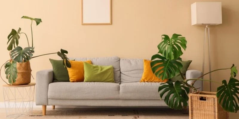 Beside the Sofa for a Cozy Look
Indoor Plants