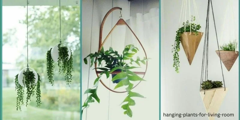 hanging plants for living room