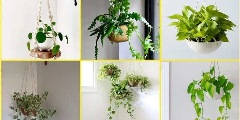 Best Hanging Plants for Living Room Spaces