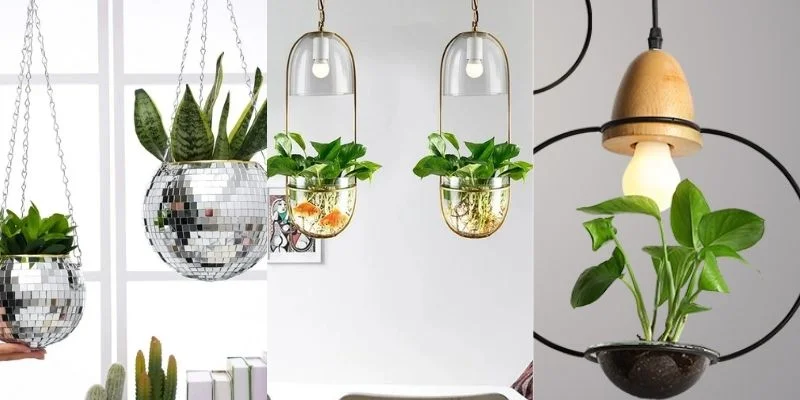 Light Requirements for Hanging Plants