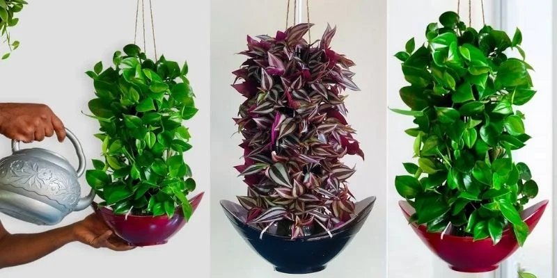 Hanging Plant Watering & Care Tips