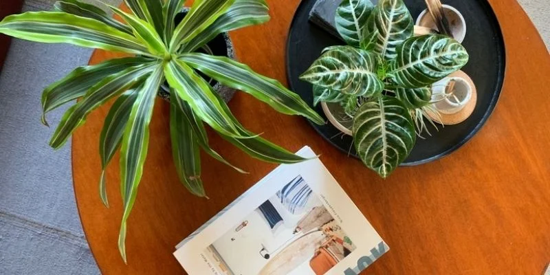 Coffee Table Plant Styling