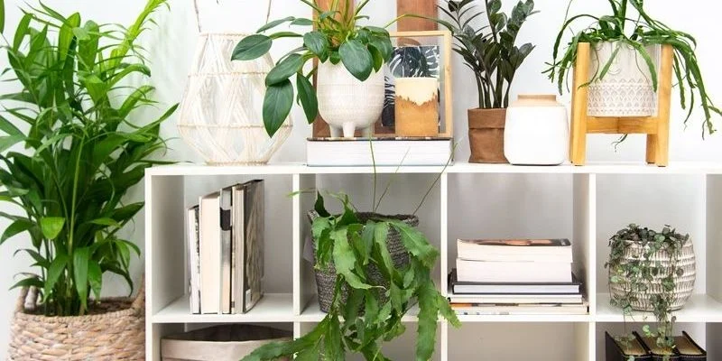 Bookshelf and Shelf Styling Indoor Plants