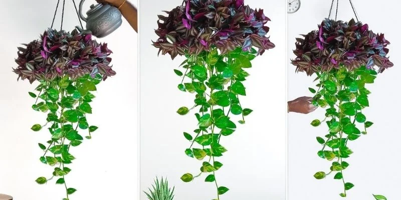 Hanging Plants for Vertical Interest