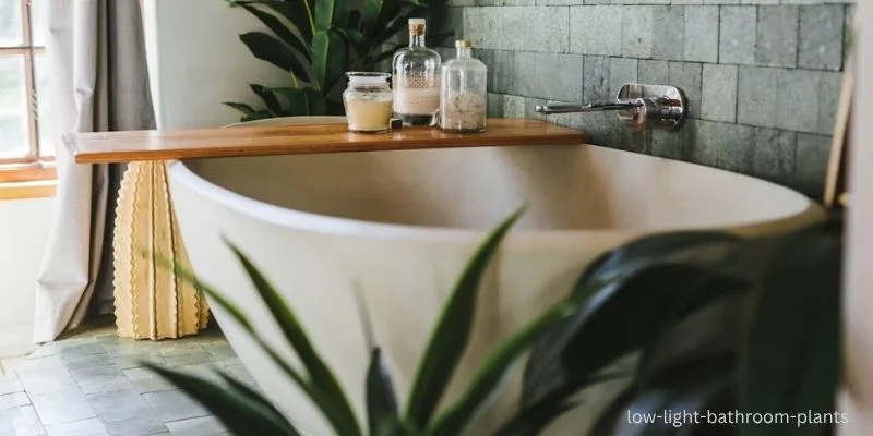 low light bathroom plants