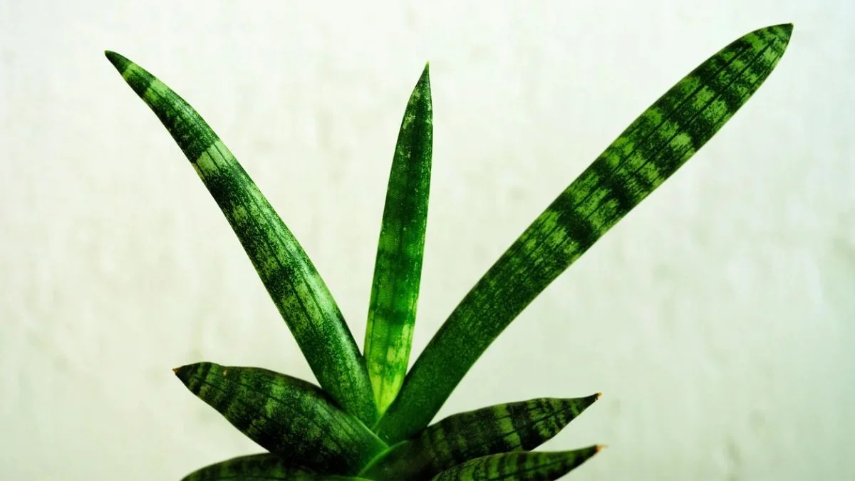 Snake Plant (Sansevieria)