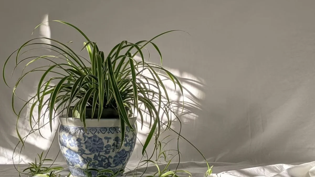 Spider Plant (Chlorophytum comosum)