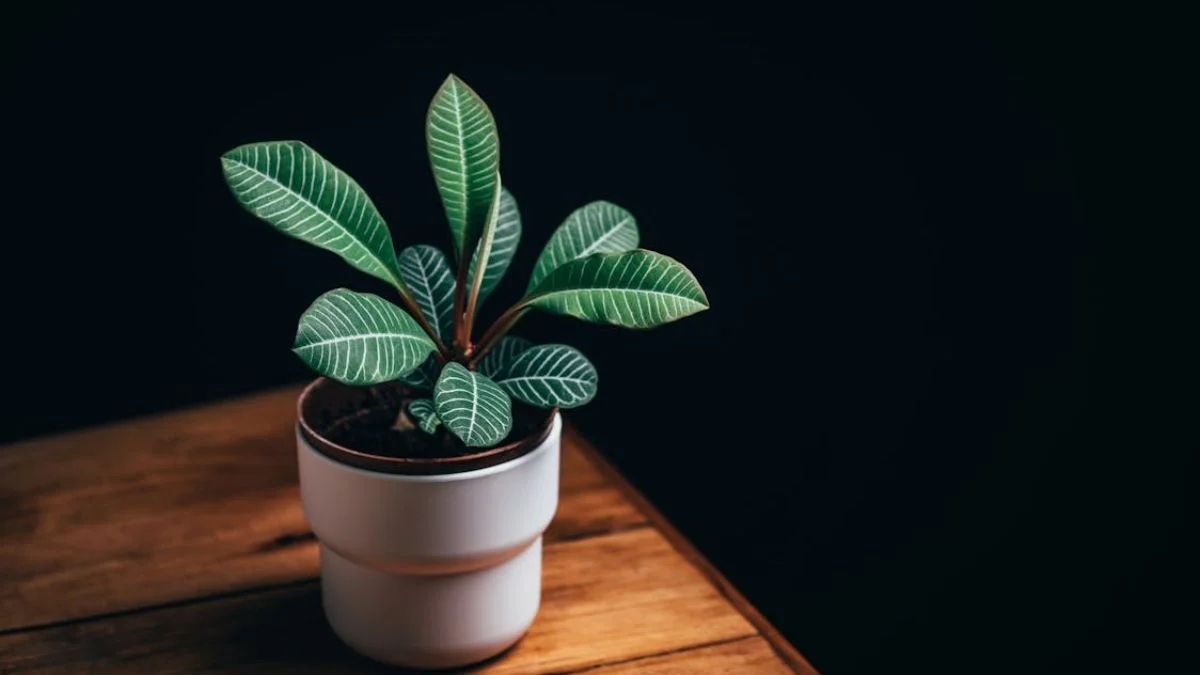 Rubber Plant (Ficus elastica)