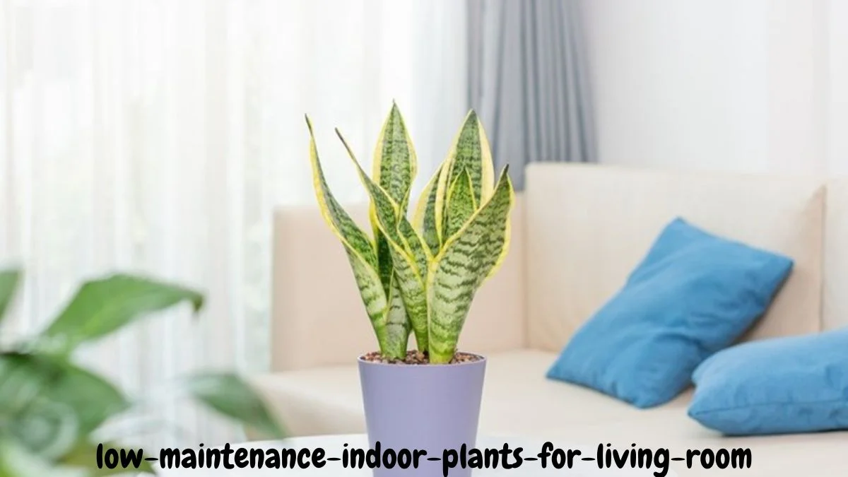 Low Maintenance Indoor Plants for Living Room