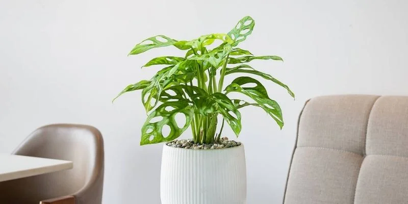 Monstera Deliciosa
This plant can work in minimal spaces if used carefully