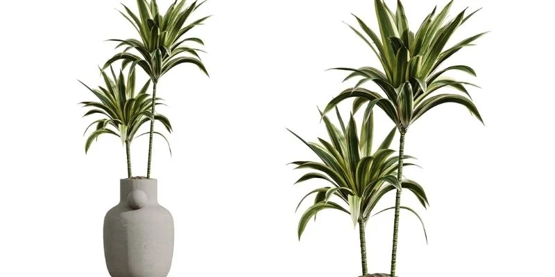 Dracaena plants grow upright and have slim leaves