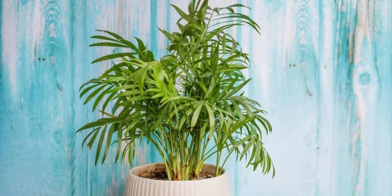Parlor Palm Indoor Plant