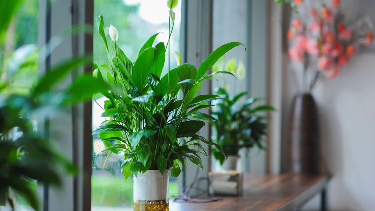 Peace lily with white blooms on a wooden shelf beside a window, a popular choice for north-facing window plants