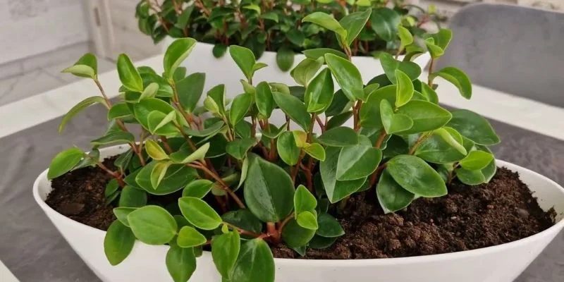 Peperomia Indoor Plant