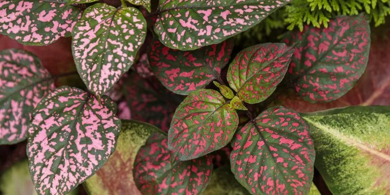 Polka Dot Indoor Plant