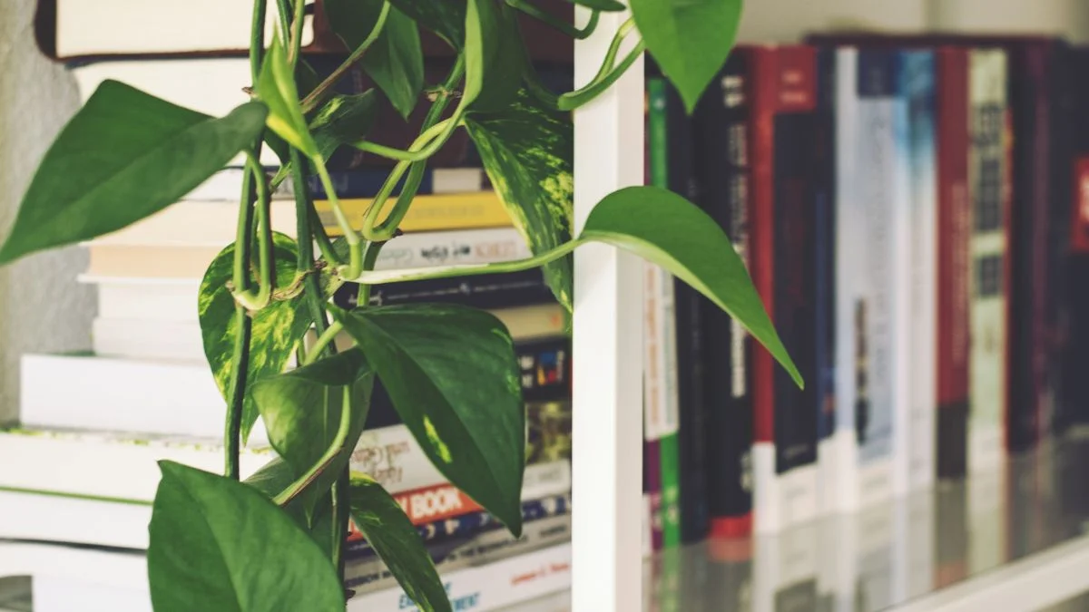 Pothos plant with trailing vines on a bookshelf, a good option for air conditioned rooms