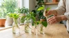 How to Propagate Indoor Plants in Water: A Complete Beginner's Guide - Post Thumbnail