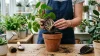 How to Repot Indoor Plants Without Damaging Roots - Post Thumbnail