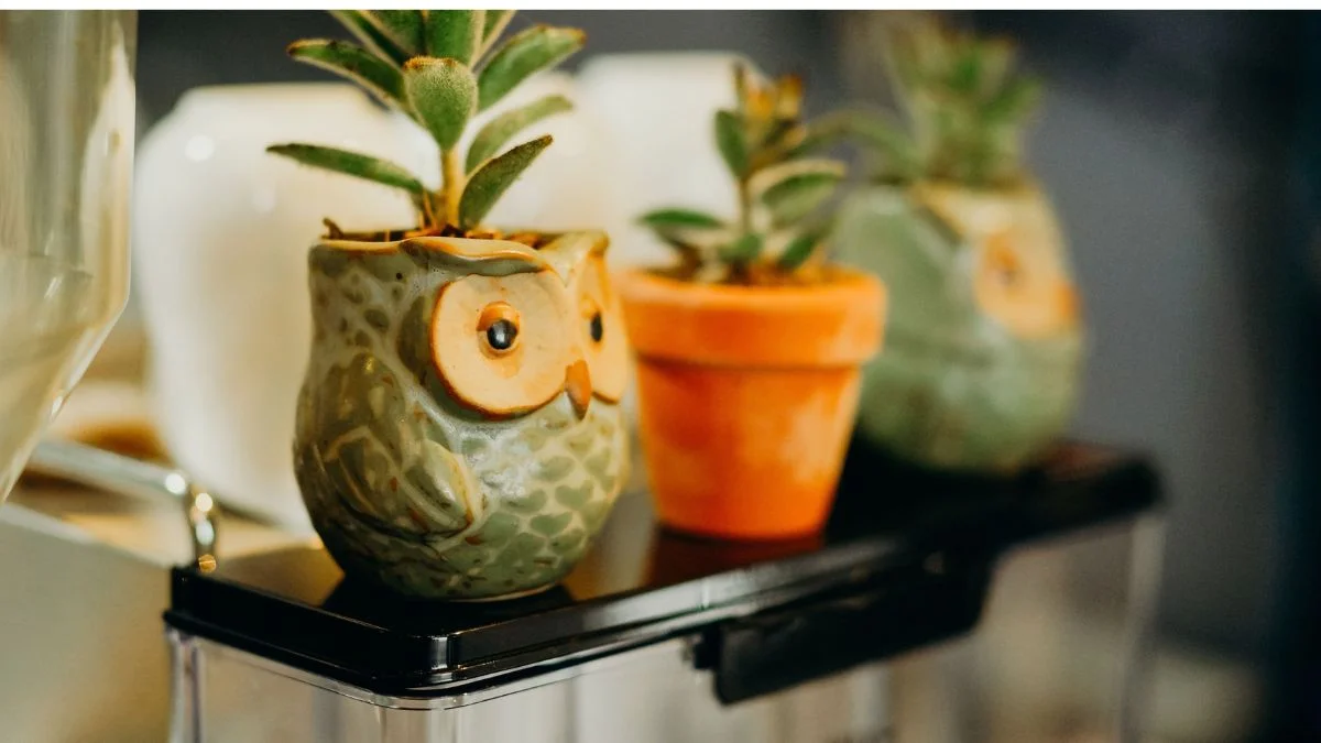 small owl-shaped pots with easy indoor plants for beginners in a small space