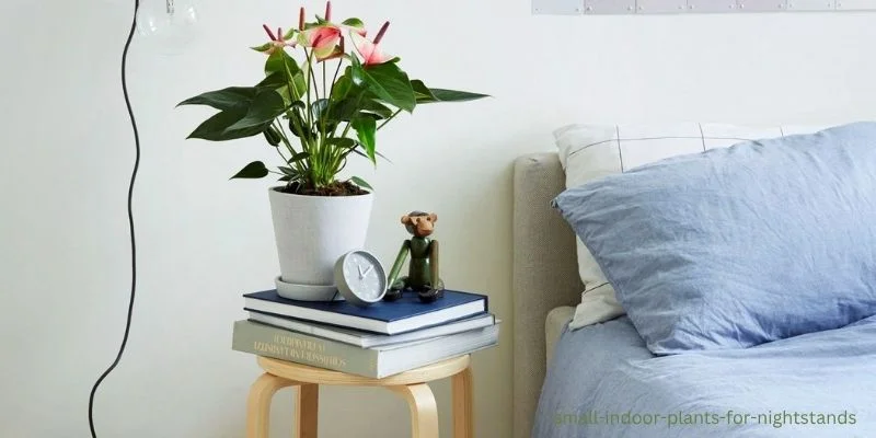 Small Indoor Plants for Nightstands