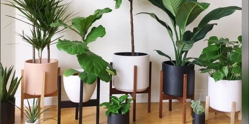 Modern Living Room Plants are Essential for Your Interior