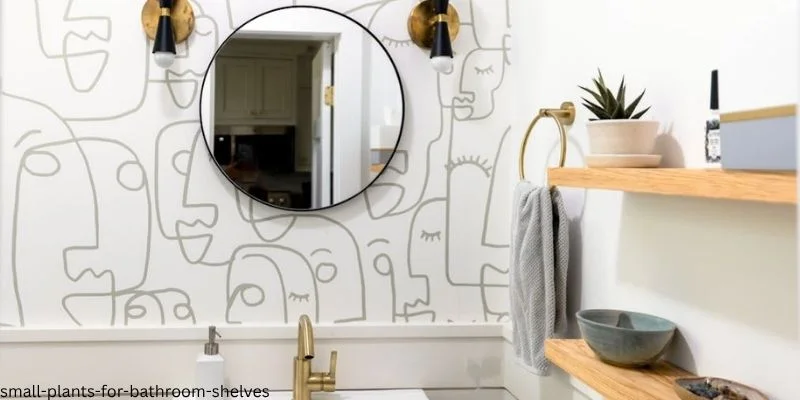 Small Plants for Bathroom Shelves