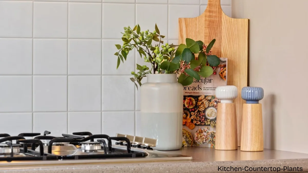 kitchen countertop plants