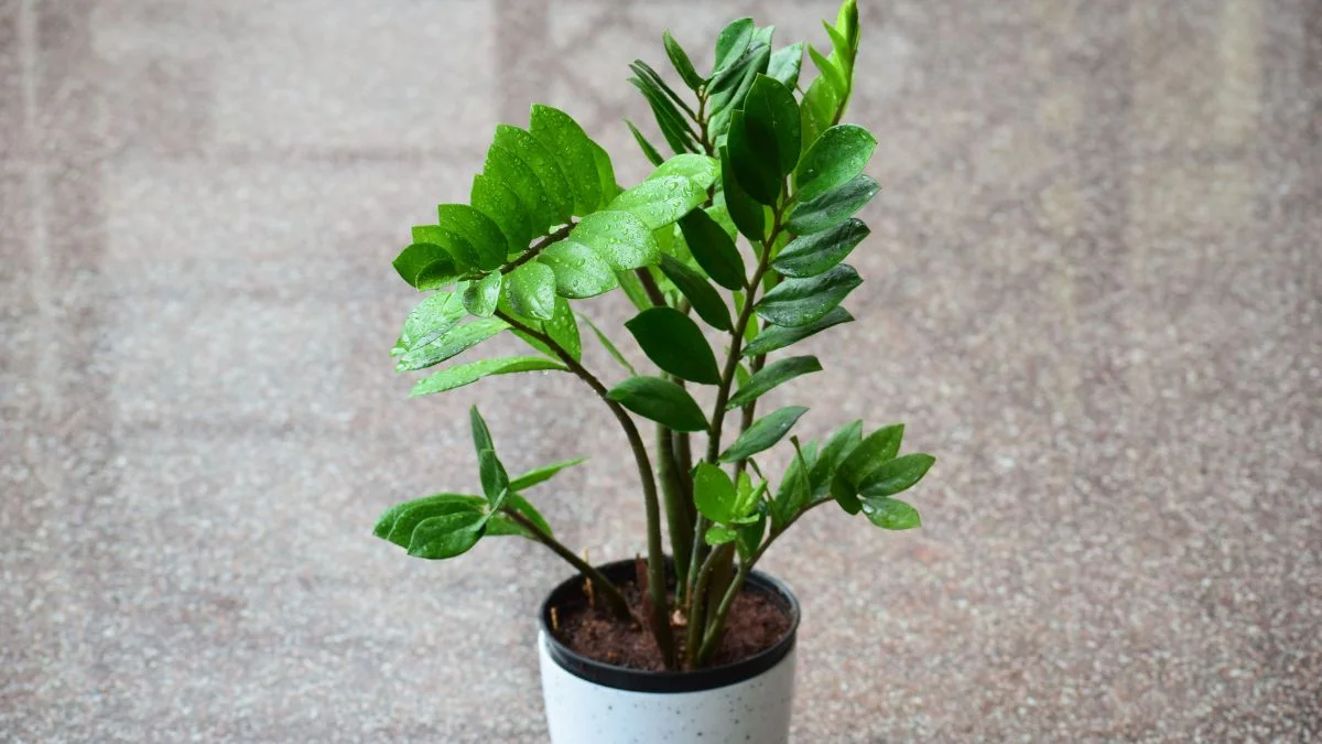 ZZ plant in a pot, one of the best indoor plants that tolerate dry air